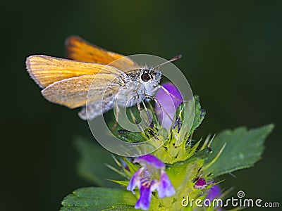 Small Skipper Stock Photo