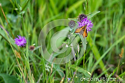 Small skipper - Thymelicus sylvestris - orange and brown butterfly on flower meadow in summer Stock Photo