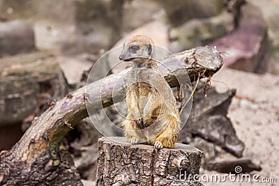 Small sleepy meerkat guard Stock Photo