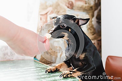 A small smooth-haired dog eats a delicacy from the hand of his mistress sitting at the green dining table Stock Photo