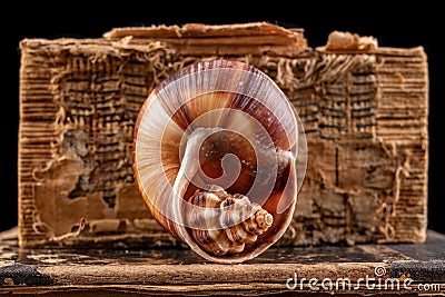 A small snail shell arranged in a large shell. Mollusk shell on the old book cover Stock Photo