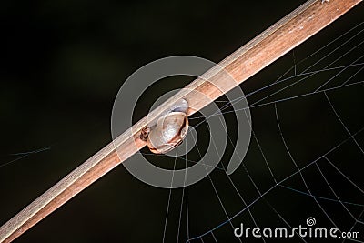Small snail with snail shell on a reed with spider web on a lake or pond, Germany Stock Photo