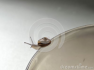 A small snail walking along the edge of a glass plate, close-up Stock Photo