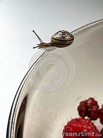 A small snail walking along the edge of a glass plate, close-up Stock Photo