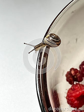 A small snail walking along the edge of a glass plate, close-up Stock Photo