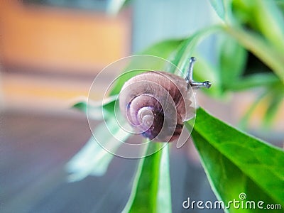 small snails crawling on small flower leaves Stock Photo