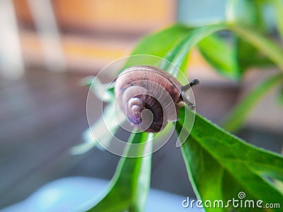 small snails crawling on small flower leaves Stock Photo