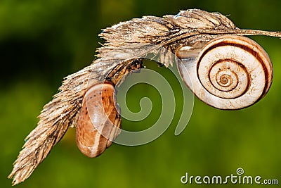 Small snails on plant. Close up of a common garden snail on a leaf in a summer garden bed. Stock Photo