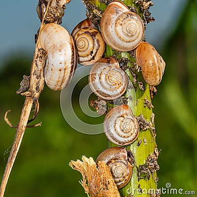 Small snails on plant. Close up of a common garden snail on a leaf in a summer garden bed. Stock Photo