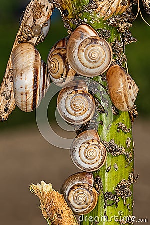 Small snails on plant. Close up of a common garden snail on a leaf in a summer garden bed. Stock Photo