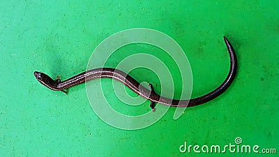 The small snake-lizard (Lygosoma quadrupes) Stock Photo