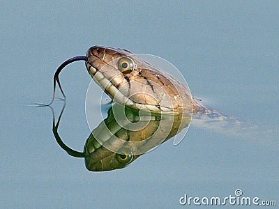 A small Snake... Stock Photo