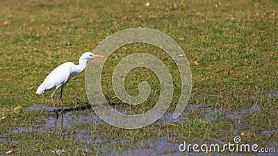 Small snow white egret Stock Photo