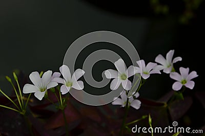 Small soft purple flowers on dark background Stock Photo