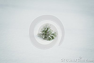 A small solitary pine tree Stock Photo