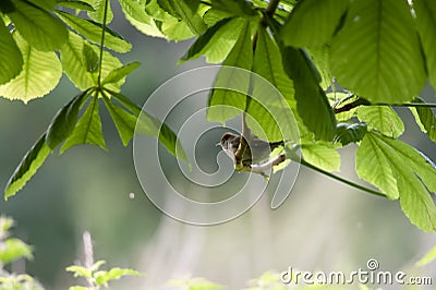 Small song bird perching on a branch Stock Photo