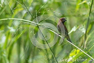 Small bird on a green grass Stock Photo
