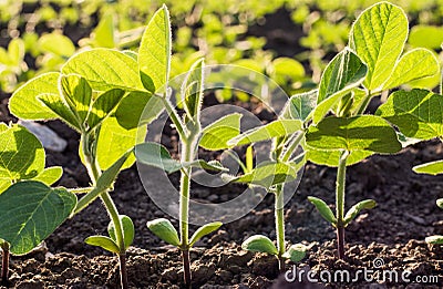 Small soybean plants Stock Photo