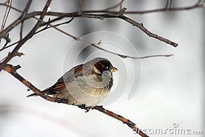 Small sparrow Stock Photo