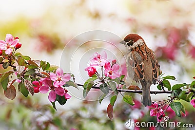 Small sparrow bird sits on a branch with pink flowers of an apple tree in a May sunny garden Stock Photo