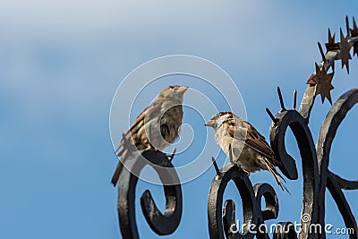 Small Sparrow Birds Stock Photo