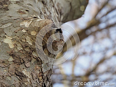 Curious sparrow looking at the sky one spring morning, lerida, spain, europe Stock Photo