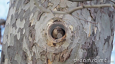 Little sparrow peeking out from the nest of a tree, lerida, spain, europe Stock Photo