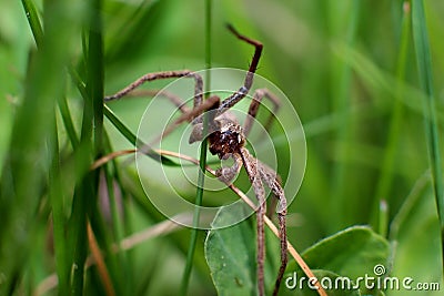 Small spider Stock Photo