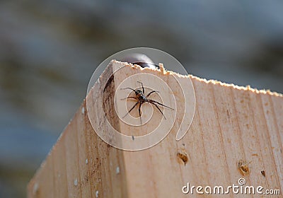 Small spider Stock Photo