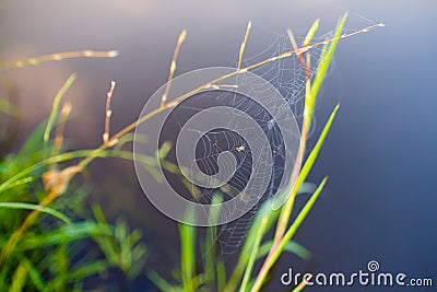 Small spider getting tiny insect in web macro Stock Photo