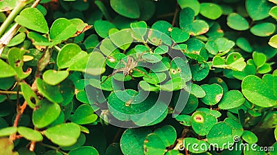 a small spider on green leaf Stock Photo