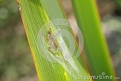 Small spider on a green and yellow lanceolate leaf. Formium Phormium variegated. Detail macro Stock Photo