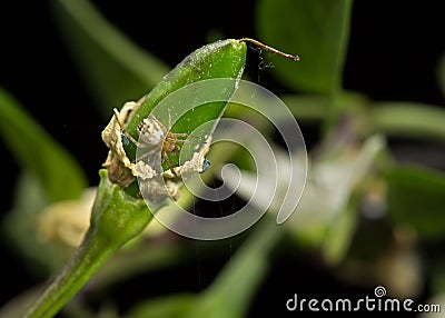 Small spider living in a chilli peper bush Stock Photo