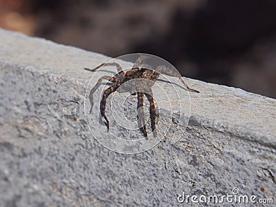 Small spider sitting on a rock. Arthropods. Stock Photo