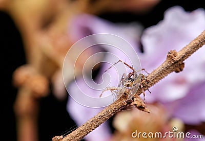 Small spider trap some insect victim with purple pink color of flower Stock Photo