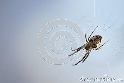Small spider (Metellina segmentata) in the net against a blue gr Stock Photo