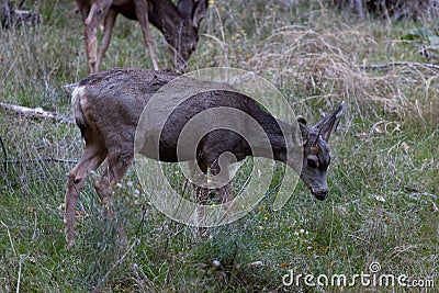 A Small Spike Buck in Zion Stock Photo
