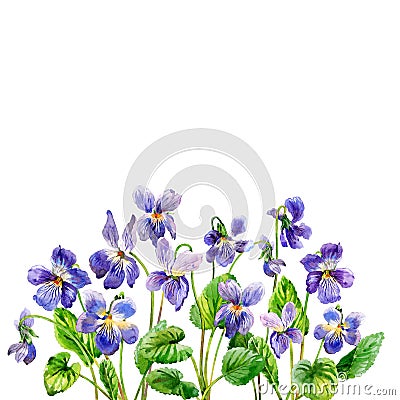 Purple spring flowers. A fragrant violets. Watercolor. Stock Photo