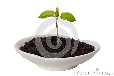 Small sprout Stock Photo