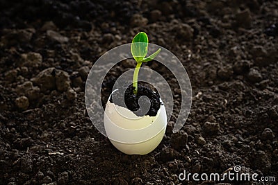 A small sprout in the eggshell against the background of the soil. the beginning of the spring gardening season Stock Photo