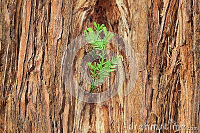 Small sprout on old tree, symbolizing new life, new project or n Stock Photo