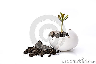 A small sprout of a tree or plant grows in the ground in an eggshell on a white background with space for text, advertising. Stock Photo