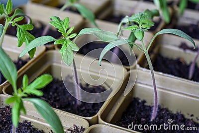 Small sprouts grown from seeds grow each in its own plastic Cup. Stock Photo