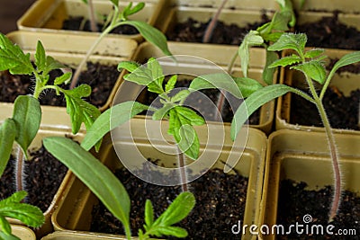 Small sprouts grown from seeds grow each in its own plastic Cup. Stock Photo