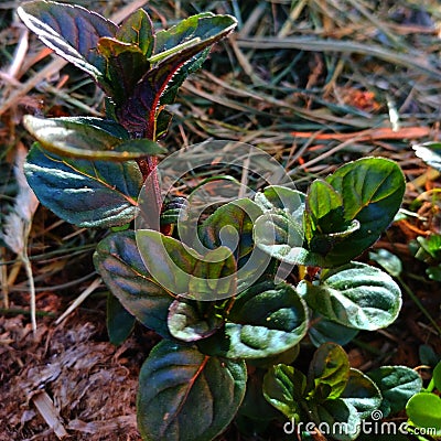 Small sprouts of red maroon grass Stock Photo