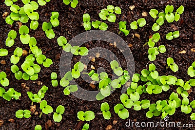 Small sprouts in the soil in a container closeup. Little seedlings plant Stock Photo