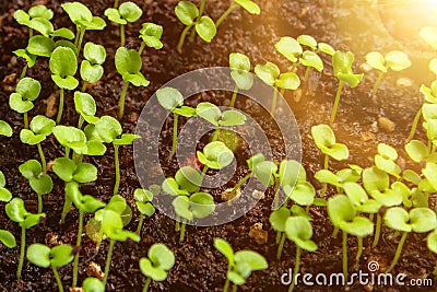 Small sprouts in the soil in a container with sunshine closeup. Little seedlings plant Stock Photo