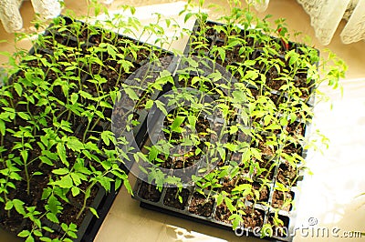 Small sprouts of tomato seedlings with space for writing text Stock Photo