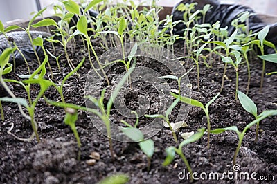 Small sprouts of tomatoes Stock Photo