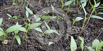 Small sprouts of tomatoes Stock Photo